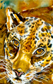 Leopard in Deep