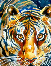 Tiger Gaze - Limited Edition Giclee