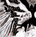 Tiger Triptic 3