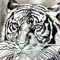 Tiger Triptic 1